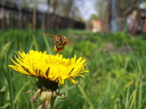 bee dandelion pollen