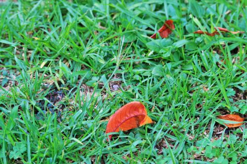 Soon To Be Autumn, Rust  Leaf