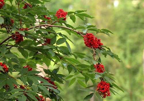 sorbus aucuparia  vegetation  bush