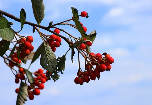 sorbus intermedia  swedish mountain ash  red fruits