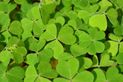 sorrel shamrock trefoil