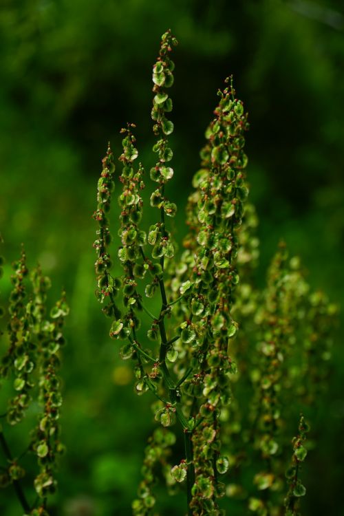 sorrel meadows sauerampfer inflorescence