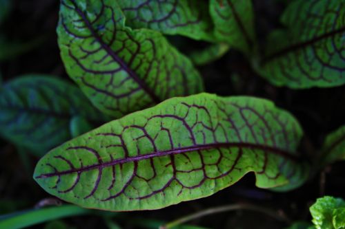 Sorrel Leaves