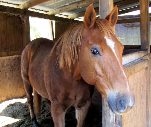 sorrel quarter horse stall red