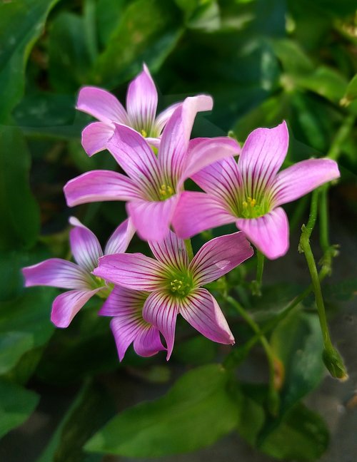 sorrell  clover of three leaves  little flower