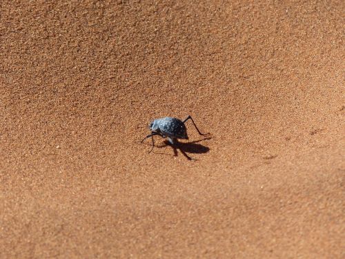 sossusvlei beetle namib desert