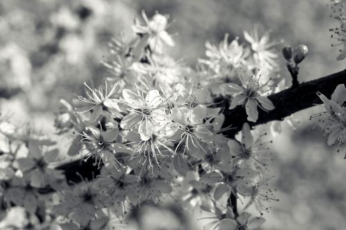 sour cherry tree nature