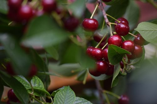 sour cherry food vegetable