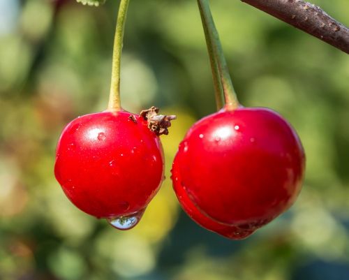 sour cherry cherries tree