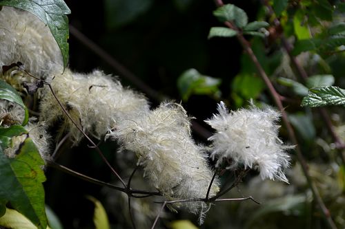 Undergrowth