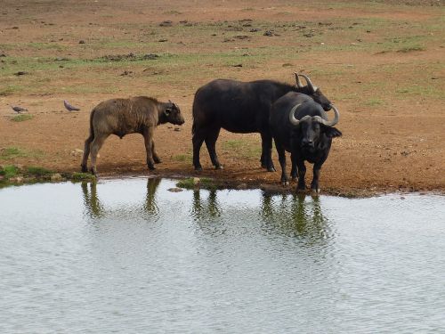 south africa steppe savannah