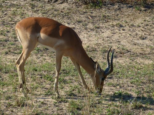 south africa gazelle antelope