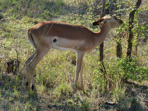south africa gazelle antelope