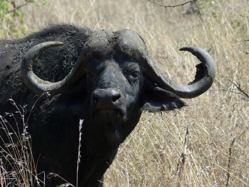 south africa buffalo steppe