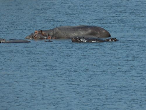 south africa hippo water