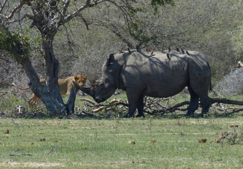 south africa rhino white rhino