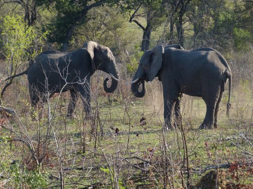 south africa elephant pachyderm