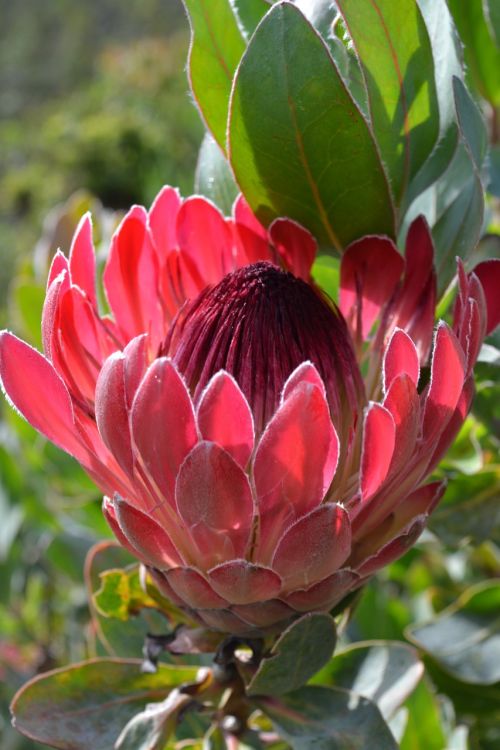 south africa botanical garden cape town flower