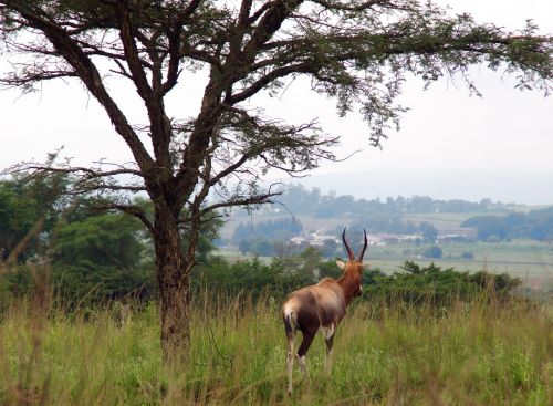 south africa antelope animal park