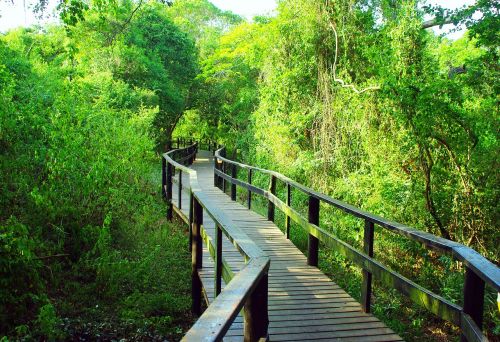 south africa bridge forest