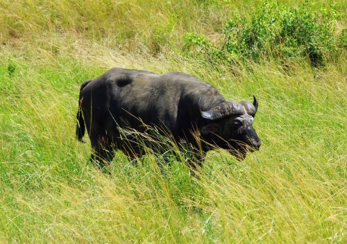 south africa kruger park buffalo