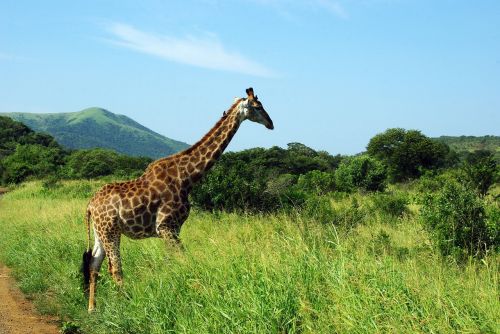 south africa kruger park giraffe