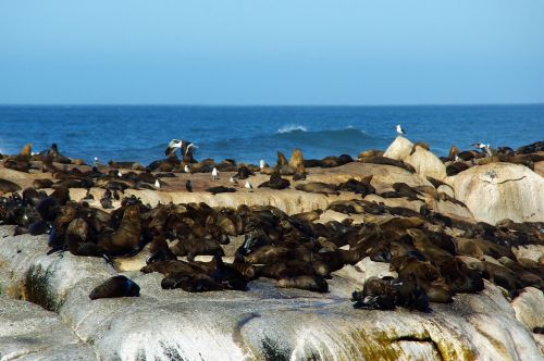 south africa shore sea lions