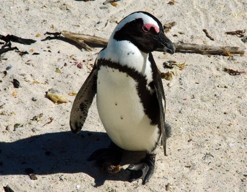 south africa shore penguin