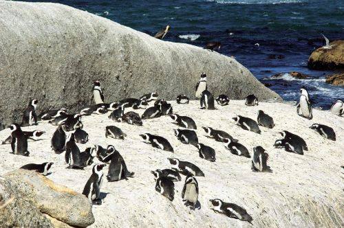 south africa shore penguins