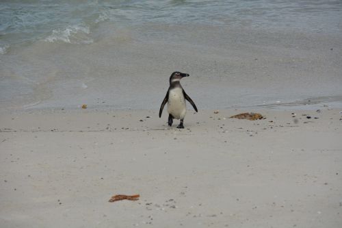 south africa penguin beach
