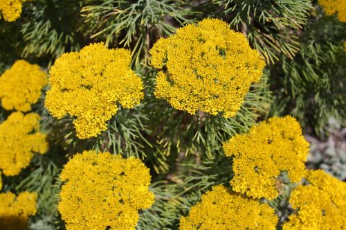 south africa flower plant