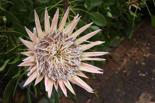 south africa kirstenbosch flower