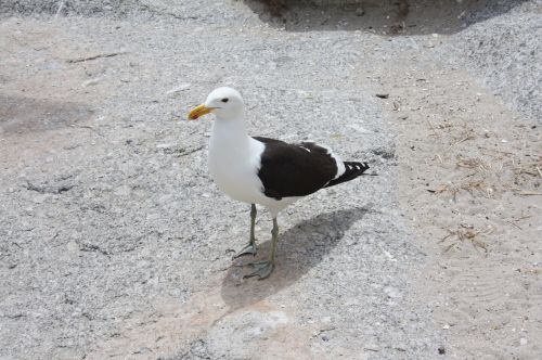 south africa bird seagull