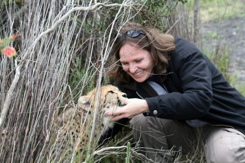 south africa cheetah cub suckle