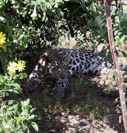 south africa garden route tenikwa wild life centre