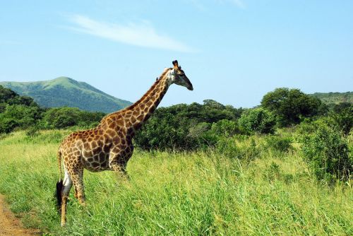 south africa giraffe park