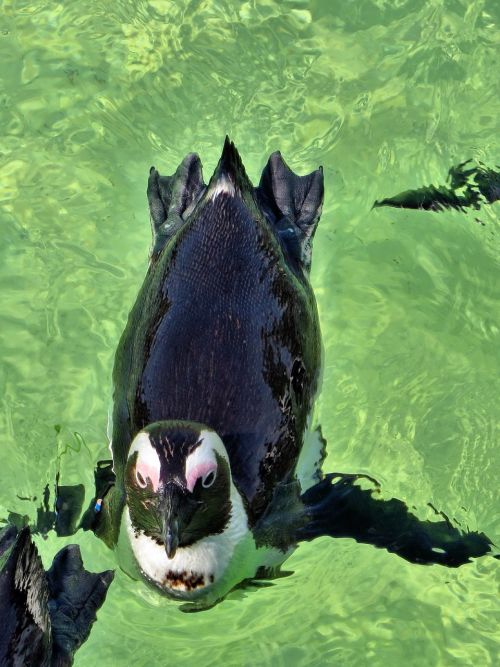 south africa the cap cape penguin