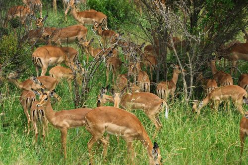 south africa park kruger