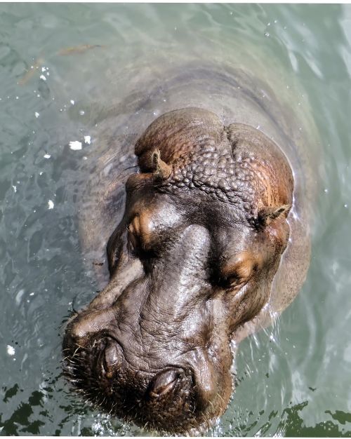south africa hippopotamus kruger park