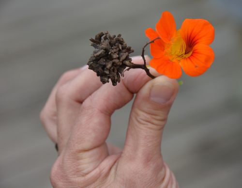 south africa plant blossom