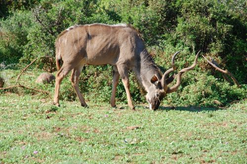 south africa kudu wild