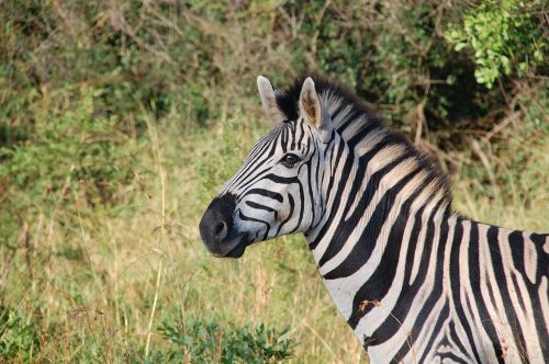 south africa wild nature