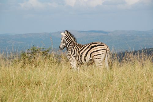 south africa wild nature