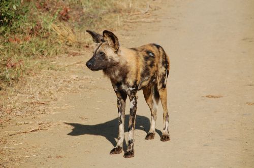 south africa wild nature