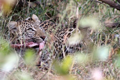 leopard south africa hunting