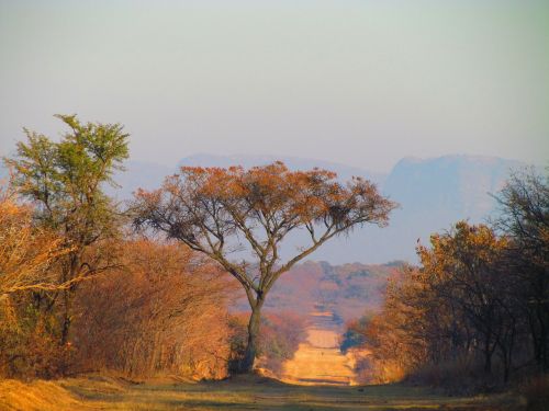 south africa tree road