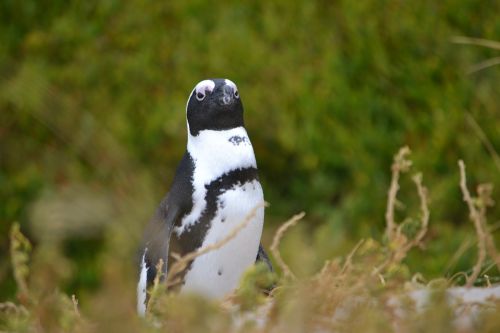 south africa cape penguin