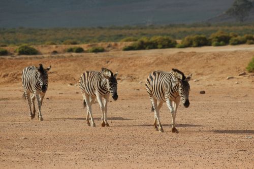 south africa aquila gaming resort zebra