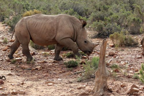 south africa aquila gaming resort rhino