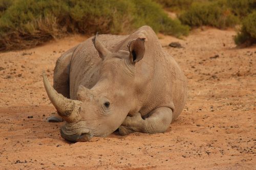 south africa rhino rest